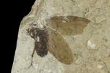 Fossil March Fly (Plecia) - Green River Formation #138471-1